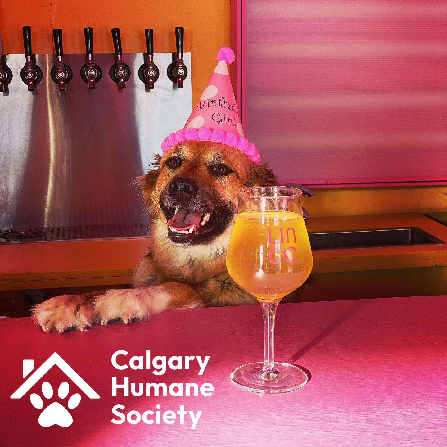Trivia Night - March 1st with the Calgary Humane Society